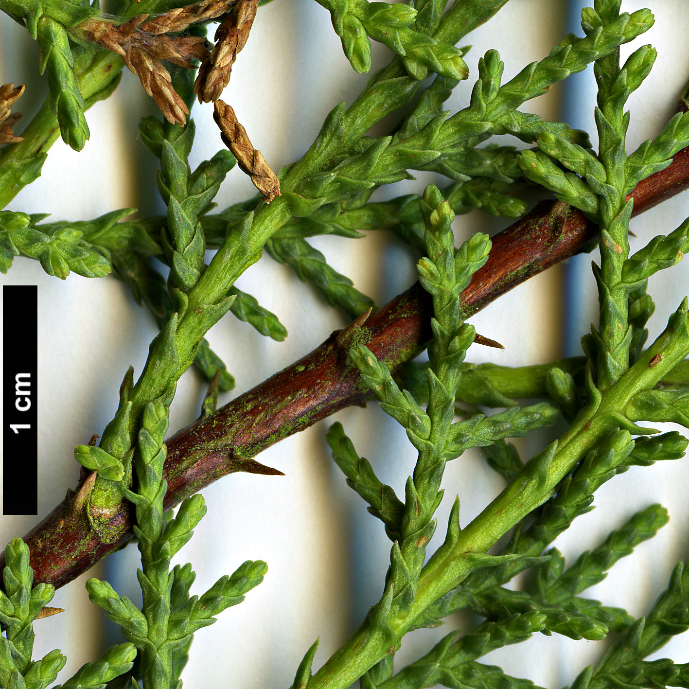 High resolution image: Family: Cupressaceae - Genus: Cupressus - Taxon: sargentii